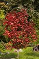 Acer platanoides Crimson King_06100 Klon pospolity